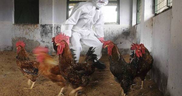 La Nación / Recomendaciones de FAO ante gripe aviar