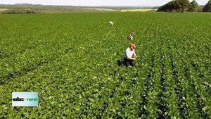 Análisis de tejido vegetal para buscar mejores rendimientos - Nacionales - ABC Color