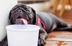 ¿Cómo saber si mi perro tiene golpe de calor? - Mascotas - ABC Color