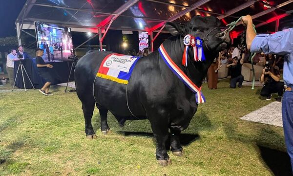 “King George” es el mejor toro Brangus del mundo y sitúa en lo alto a la genética paraguaya