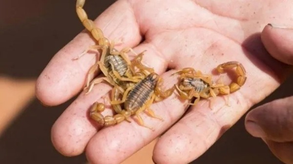 Picaduras y mordeduras de insectos y serpientes: instan a extremar precauciones | 1000 Noticias