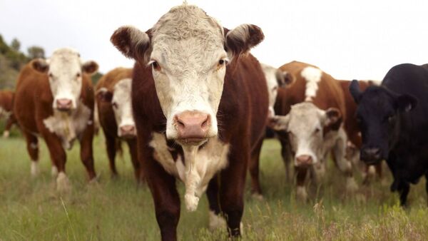 Crean alianza para desarrollo conjunto en el Chaco paraguayo | Agronegocios | 5Días
