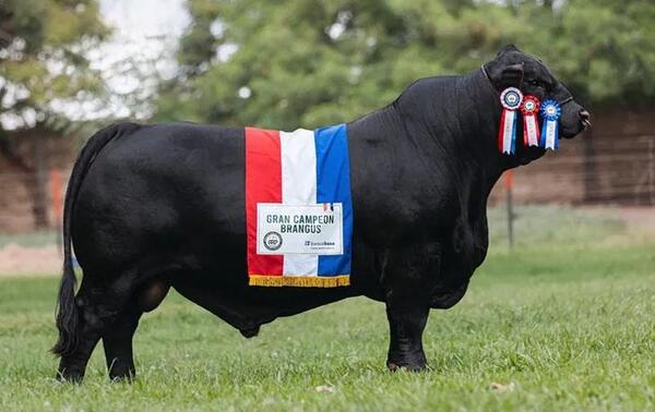 Toro paraguayo es escogido como el mejor Brangus del mundo – Prensa 5