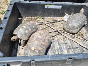 Roban 21 tortugas de refugio Urutaú del Chaco - A La Gran 7-30 - ABC Color