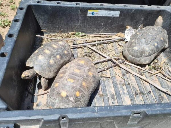 Roban 21 tortugas de refugio Urutaú del Chaco - A La Gran 7-30 - ABC Color