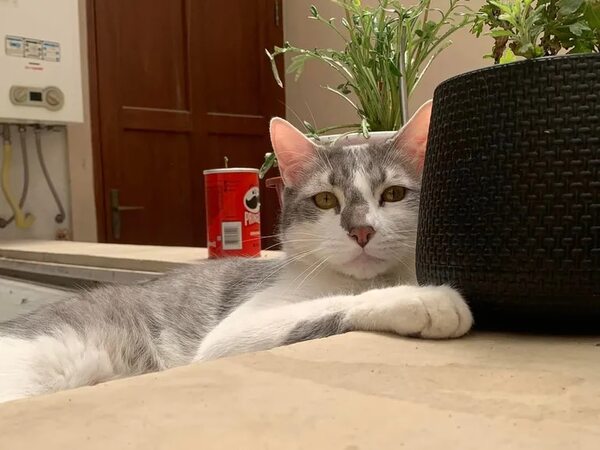 “Tito”, un gato extraviado en aeropuerto que moviliza a autoridades de Bolivia - Mascotas - ABC Color