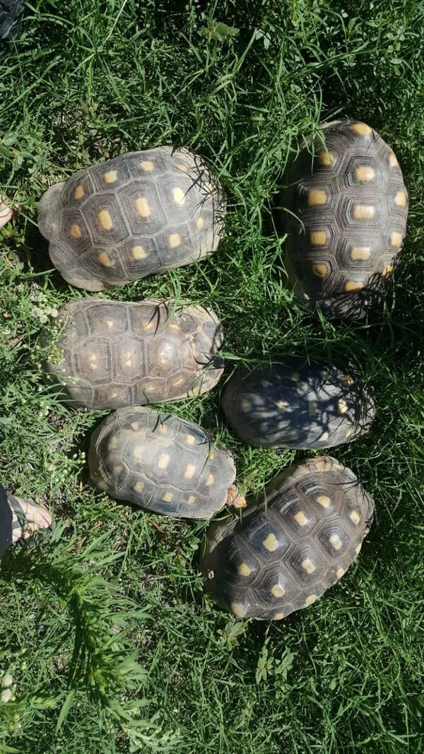 Nativos pidieron dinero para devolver tortugas robadas en el Refugio Urutaú - Noticias del Chaco - ABC Color