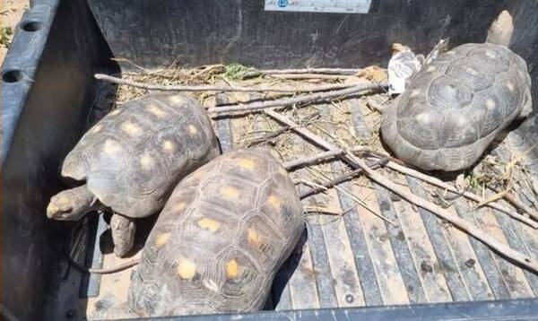 ¡Qué bárbaro! Indígenas exigieron dinero a cambio de devolver tortugas robadas