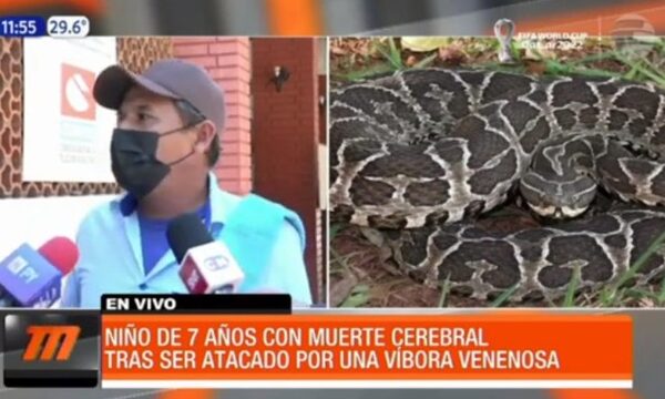 Niño con muerte cerebral tras ser atacado por víbora venenosa - Paraguaype.com