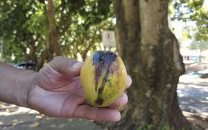 Diario HOY | ¿Se pueden consumir los mangos afectados por el “cancro” o mancha negra?
