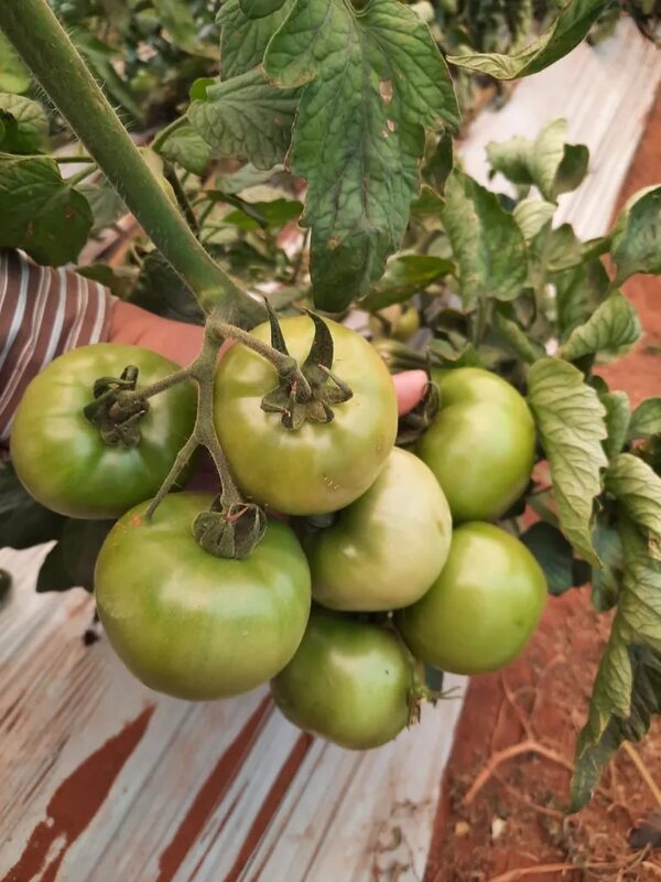Contrabando: Producción de tomate se hace insostenible - Economía - ABC Color