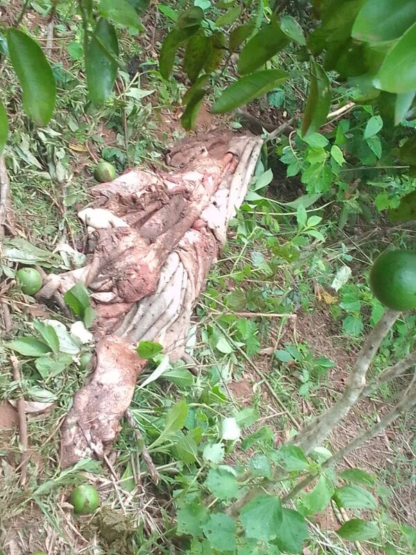 Otro caso de abigeato en Itapúa