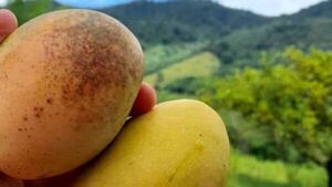 Mango afectado con mancha negra puede ser consumido