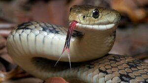 Niño está con muerte cerebral tras ser mordido por una serpiente