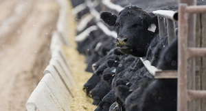 Feedlots argentinos con márgenes brutos negativos récord