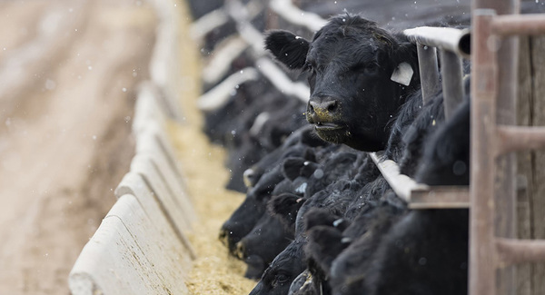 Feedlots argentinos con márgenes brutos negativos récord