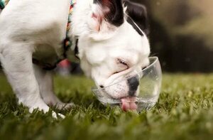 Cuidar a las mascotas en días de mucho calor - Mascotas - ABC Color