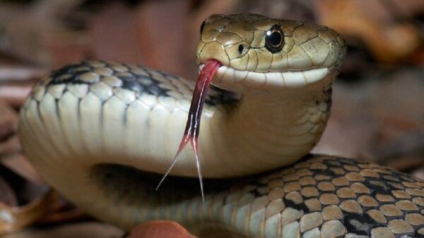 Niño está con muerte cerebral tras ser mordido por una serpiente