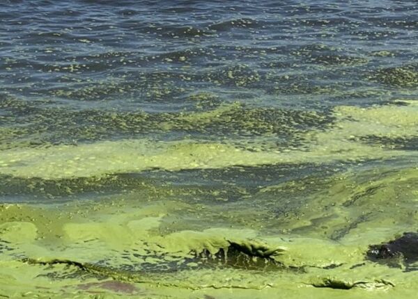 Diario HOY | Lago Ypacaraí: sin cianobacterias pero tampoco habilitado para el baño