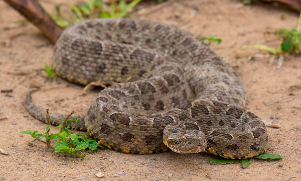 Curuguaty: Niño de 7 años quedó con muerte cerebral tras mordedura de una serpiente - OviedoPress