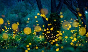 Los insectos en el mundo espiritual | Telefuturo