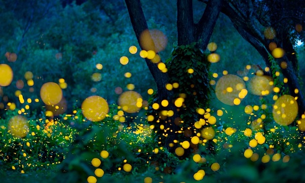 Los insectos en el mundo espiritual | Telefuturo
