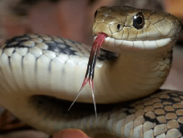 Mordida de serpiente deja a un niño con muerte cerebral en Curuguaty · Radio Monumental 1080 AM