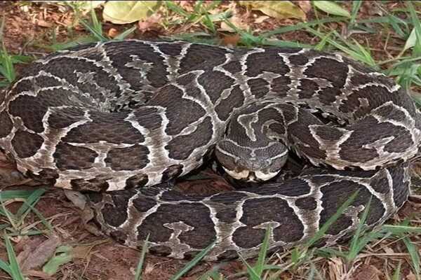 OFIDISMO: CÓMO PREVENIRLO Y QUÉ HACER SI TE MUERDE UNA SERPIENTE
