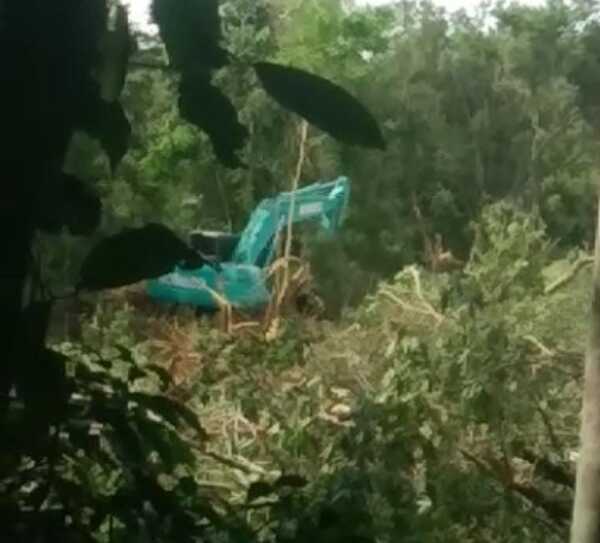 Presentan otra grave denuncia contra brasileño por deforestación en Ñacunday - La Clave