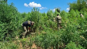 Diario HOY | Impulsan operativo contra narcocampamentos y cultivos ilícitos en Caaguazú