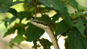 Fallece niño que fue mordido por una serpiente