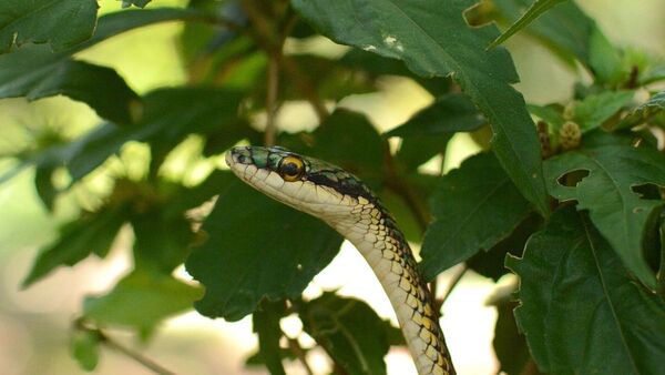 Fallece niño que fue mordido por una serpiente