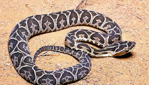 Falleció el niño que quedó con muerte cerebral tras picadura de Yarará - Noticiero Paraguay