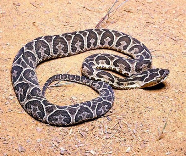 Diario HOY | Fallece el niño mordido por una serpiente en Canindeyú