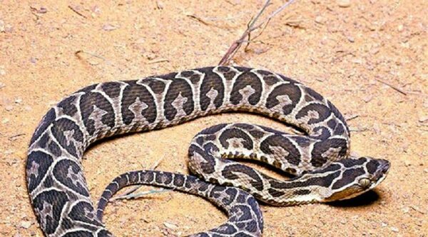 Fallece el niño mordido por una serpiente en Canindeyú