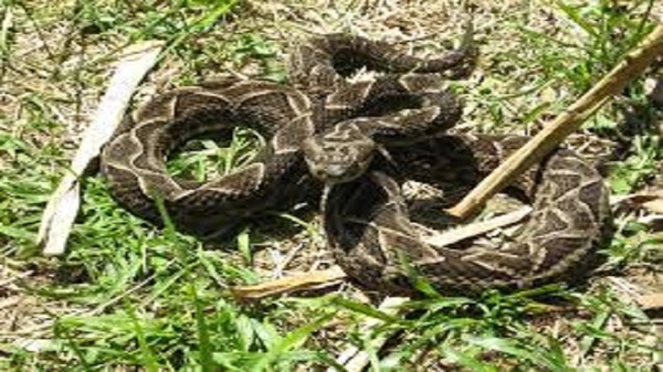 Murió el pequeño atacado por una serpiente en Curuguaty - Noticias Paraguay