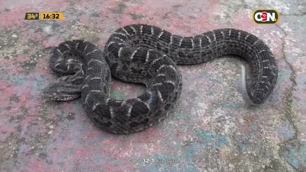 Falleció el niño mordido por una yarará - C9N