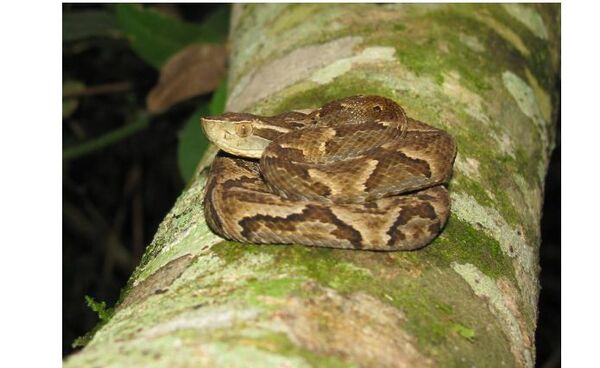 ¡Que tristeza! Murió el nenito mordido por una serpiente