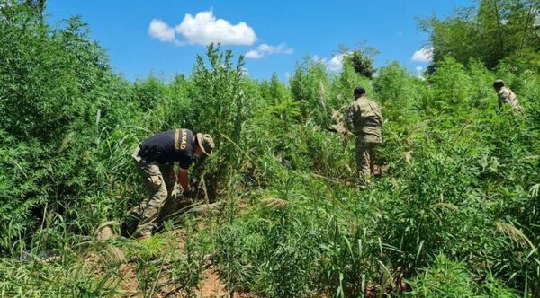 Impulsan operativo contra narcocampamentos y cultivos ilícitos en Caaguazú