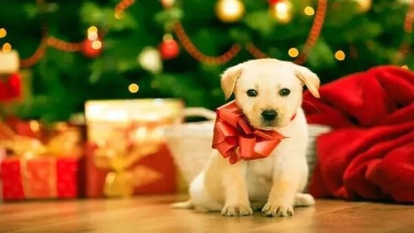 Fiestas: tiempo de regalar mascotas - Mascotas - ABC Color
