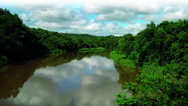 94% de las poblaciones de especies latinoamericanas está en declive
