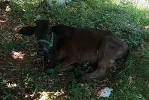 Doña denuncia que su vaquilla fue abusada sexualmente - Noticiero Paraguay