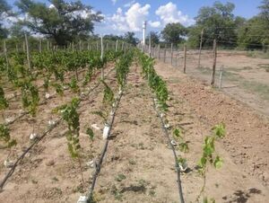 Llega una revolución agrícola  para el Chaco paraguayo