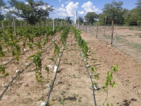 Llega una revolución agrícola para el Chaco paraguayo