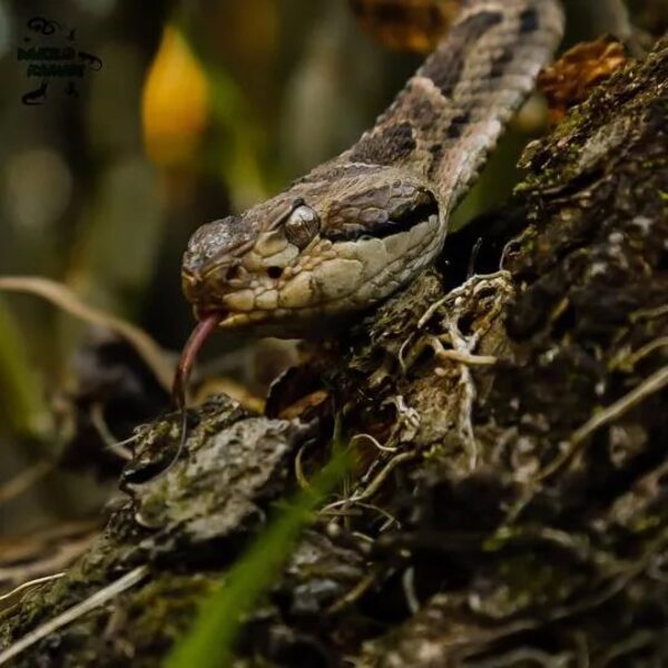 Hay 230 mordeduras de serpiente por año, dice Salud Pública - Nacionales - ABC Color
