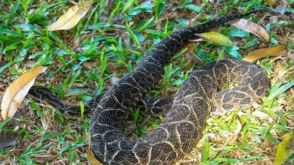 ¡Cuidado! Instan a no realizar torniquetes ante mordedura de serpientes - Noticias Paraguay
