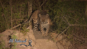 A Natural: Maravillosa Fauna en la Estancia Chovoreka - SNT