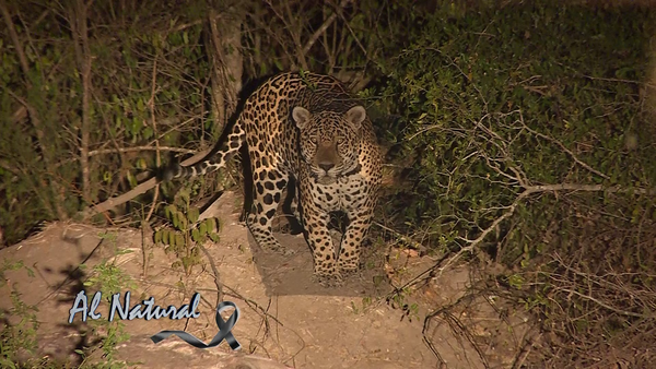 A Natural: Maravillosa Fauna en la Estancia Chovoreka - SNT