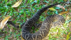 Instan a no realizar torniquetes ante mordedura de serpientes - Paraguaype.com