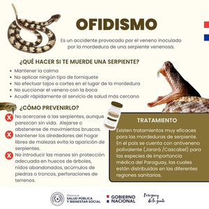 Ofidismo: ¿cómo prevenir y qué hago si me muerde una serpiente? | 1000 Noticias
